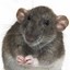 rat1111
